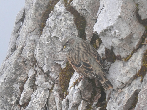 Alpine Accentor