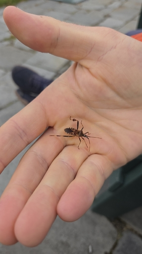 Western Conifer Seed Bug