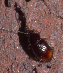 Elaphropus