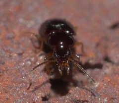 Elaphropus
