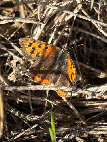 Small Copper