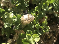 Ericameria cuneata