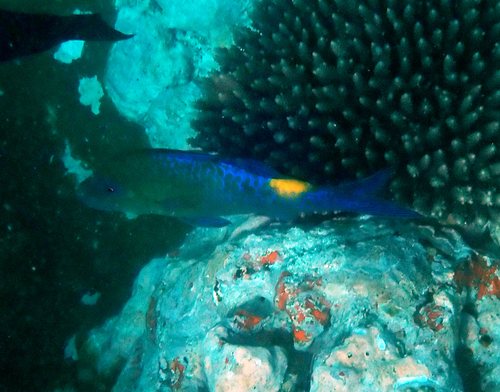 Parupeneus cyclostomus observed 2026-10-10
