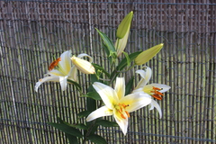 Lilium speciosum