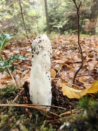 common stinkhorn