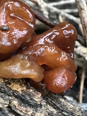 Phaeotremella fimbriata