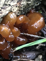 Phaeotremella fimbriata