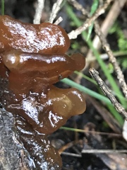 Phaeotremella fimbriata