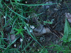Chaetopappa asteroides