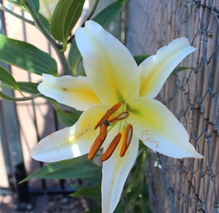 Lilium speciosum