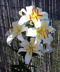 Lilium speciosum