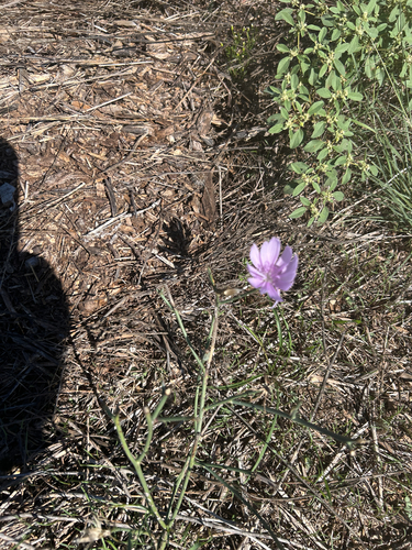 Texas Skeleton Plant