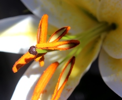 Lilium speciosum
