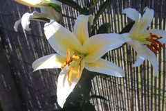 Lilium speciosum
