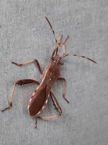 Camptopus lateralis