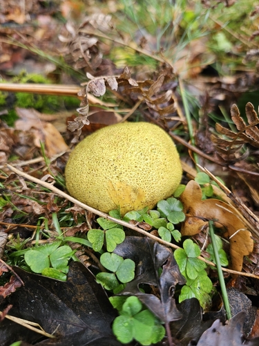 common earthball