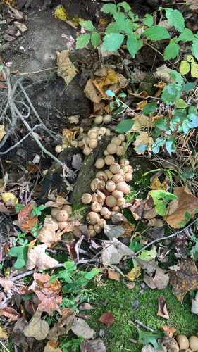 Pear-shaped Puffball