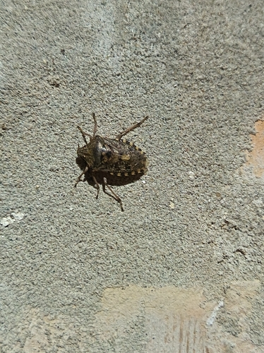 Mottled Stink Bug