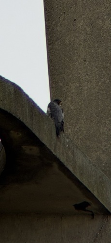 Peregrine Falcon