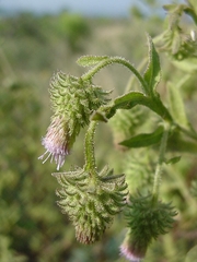 Laggera crispata