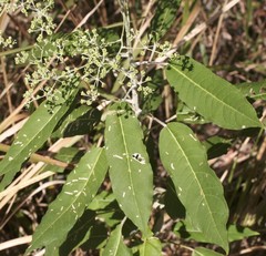 Astrotricha latifolia