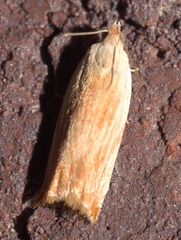 Ancylis platanana