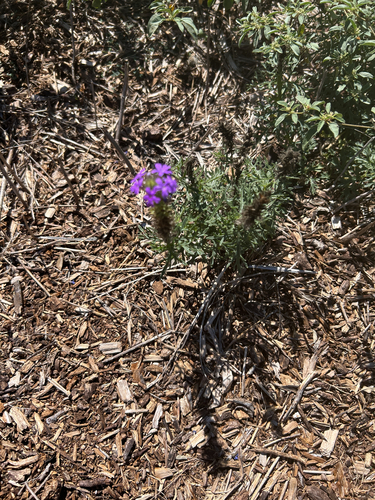 Dakota mock vervain