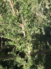 Kunzea leptospermoides