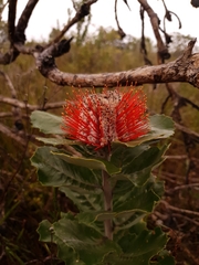 Banksia coccinea