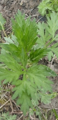 Artemisia vulgaris kamtschatica