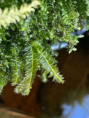 Plagiothecium denticulatum observed 2026-10-10