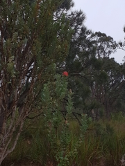 Banksia coccinea