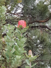 Banksia coccinea
