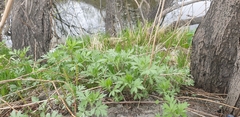 Artemisia vulgaris kamtschatica