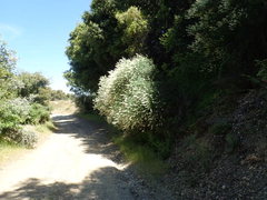 Ceanothus integerrimus macrothyrsus