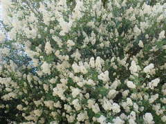 Ceanothus integerrimus macrothyrsus