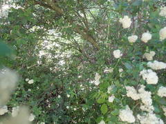 Ceanothus integerrimus macrothyrsus