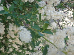 Ceanothus integerrimus macrothyrsus