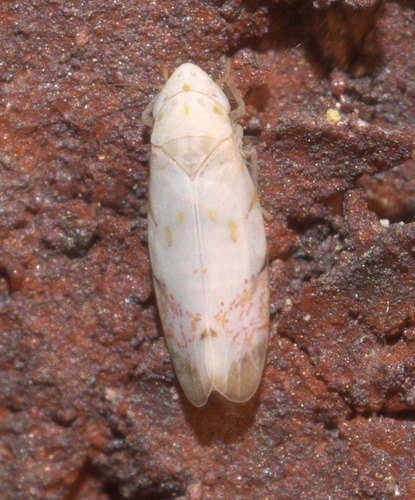 Eratoneura stephensoni photo 3
