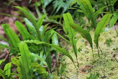 Microsorum pustulatum pustulatum