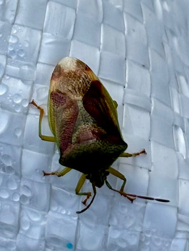Birch Shield Bug
