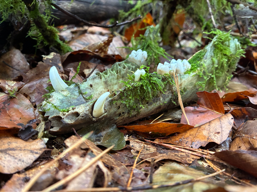 Wild Boar