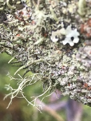 Usnea inermis