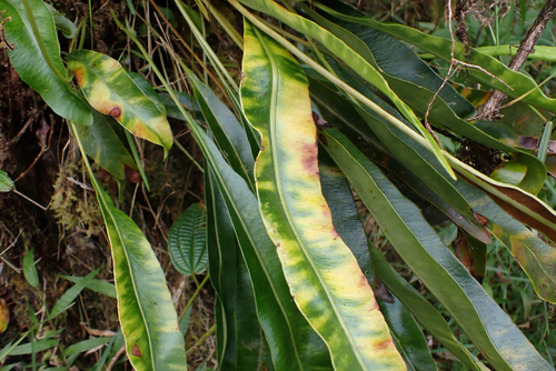 Elaphoglossum crassifolium observed 2026-10-10
