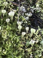 Cladonia humilis