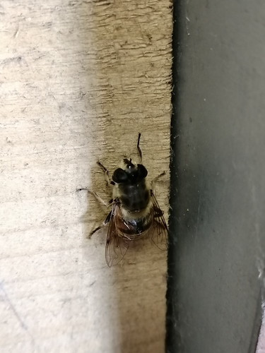Common Drone Fly