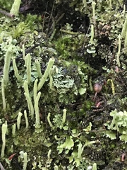 Cladonia humilis