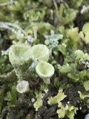 Cladonia humilis