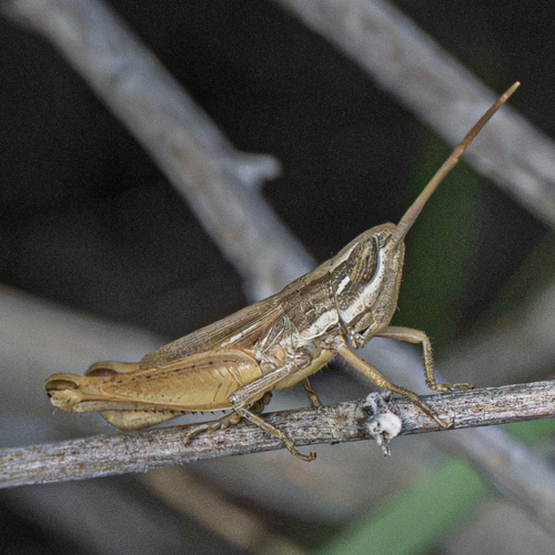 Obscure grasshopper