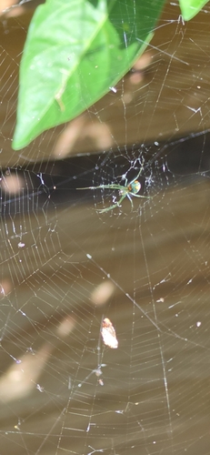 Mabel Orchard Orbweaver